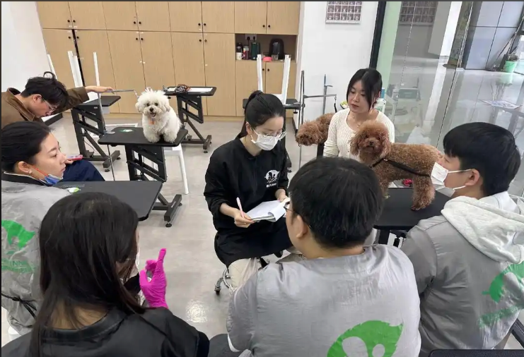 温州市宠物美容师宠物美容培训学校 - 价格